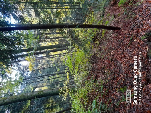 Im Wald aufgenommenes Bild