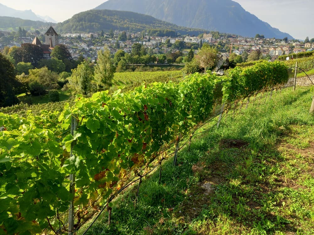 Blick auf Spiez